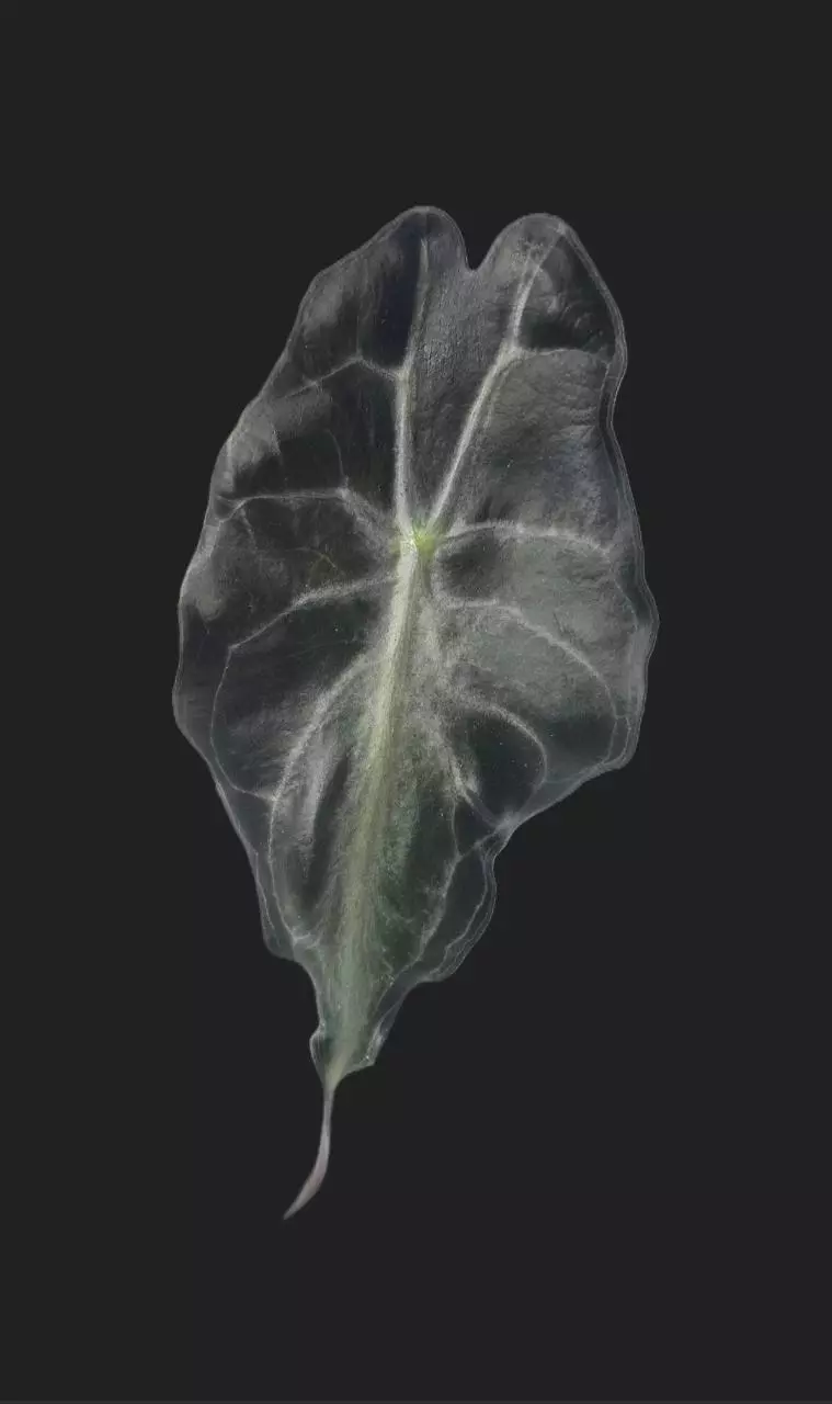 plant/Alocasia Venom Pup #0047-0