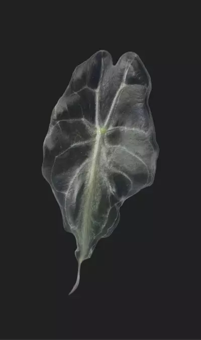 plant/Alocasia Venom Pup #0047-0-thumbnail