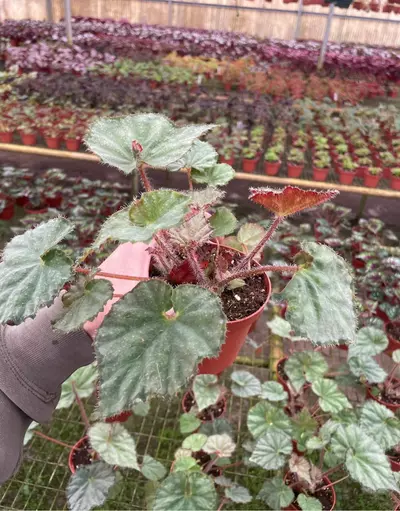 plant/Begonia nite satin 4” pot growers choice-3-thumbnail