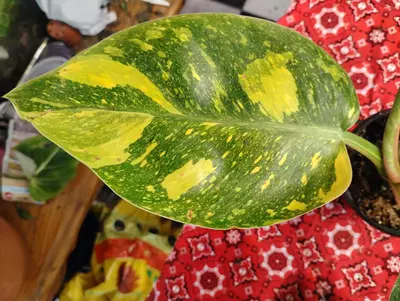 plant/Philodendron Green Congo nuclear-5-thumbnail