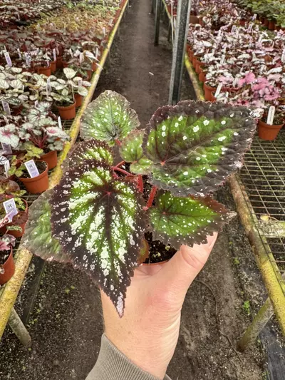 plant/Harmony’s nightfall 4” pot growers choice-1-thumbnail