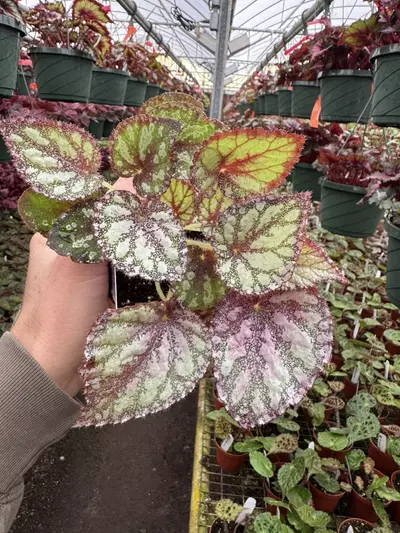 plant/Harmonys peace 4” pot growers choice-1-thumbnail