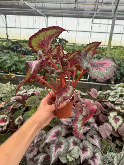 plant/Harmony love potion 4” pot growers choice-3-thumbnail