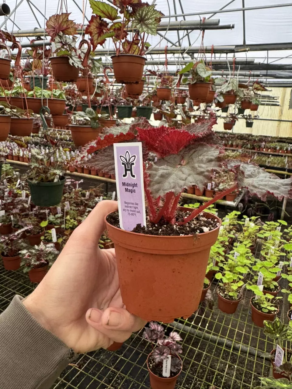 plant/Begonia midnight magic 4” pot growers choice-6