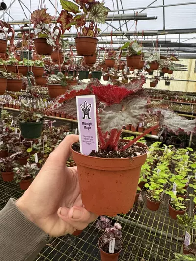 plant/Begonia midnight magic 4” pot growers choice-6-thumbnail