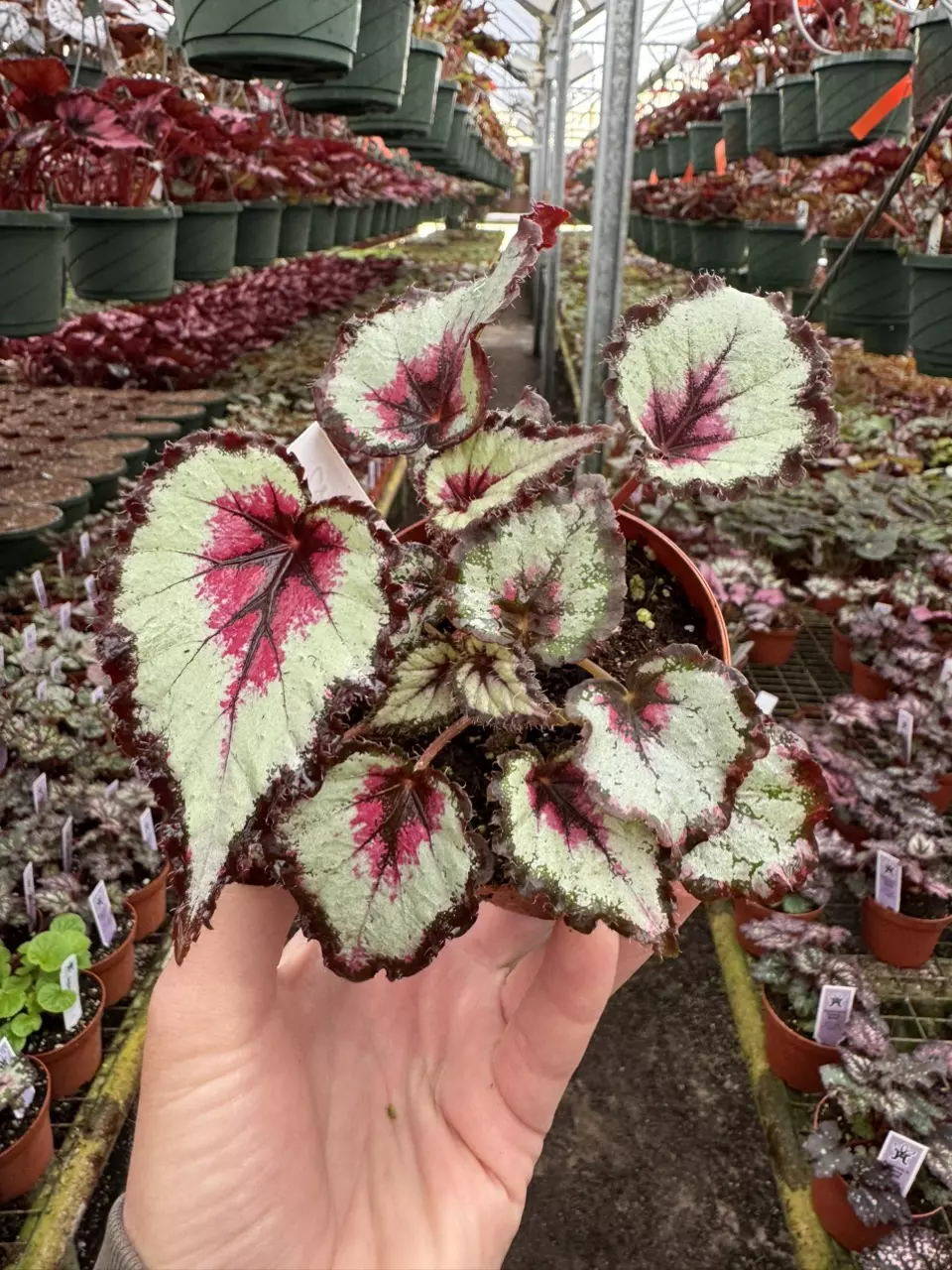 plant/Harmony’s bullseye 4” pot growers choice-1