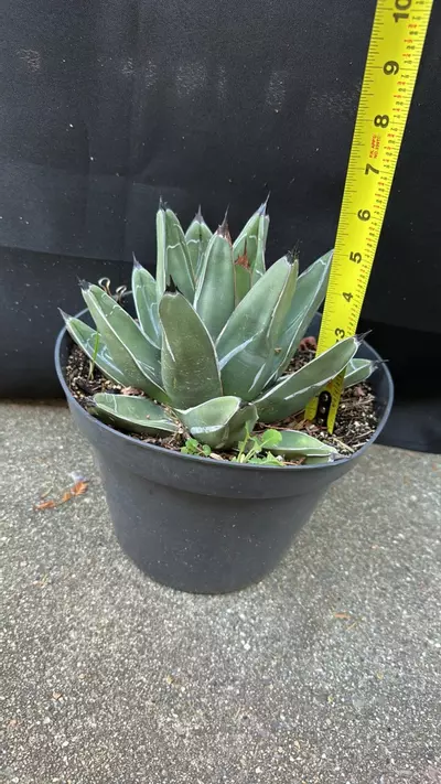 plant/Agave Nickelsea (wide leaf form)-4-thumbnail