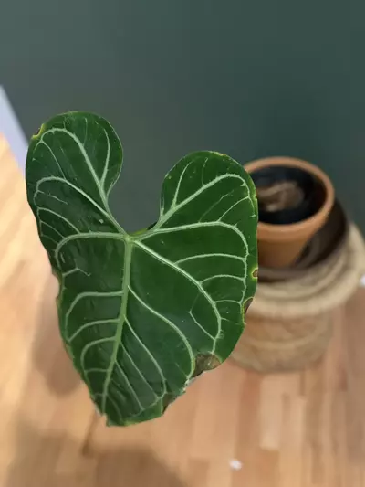 plant/Anthurium Regale XL with active growth point-2-thumbnail