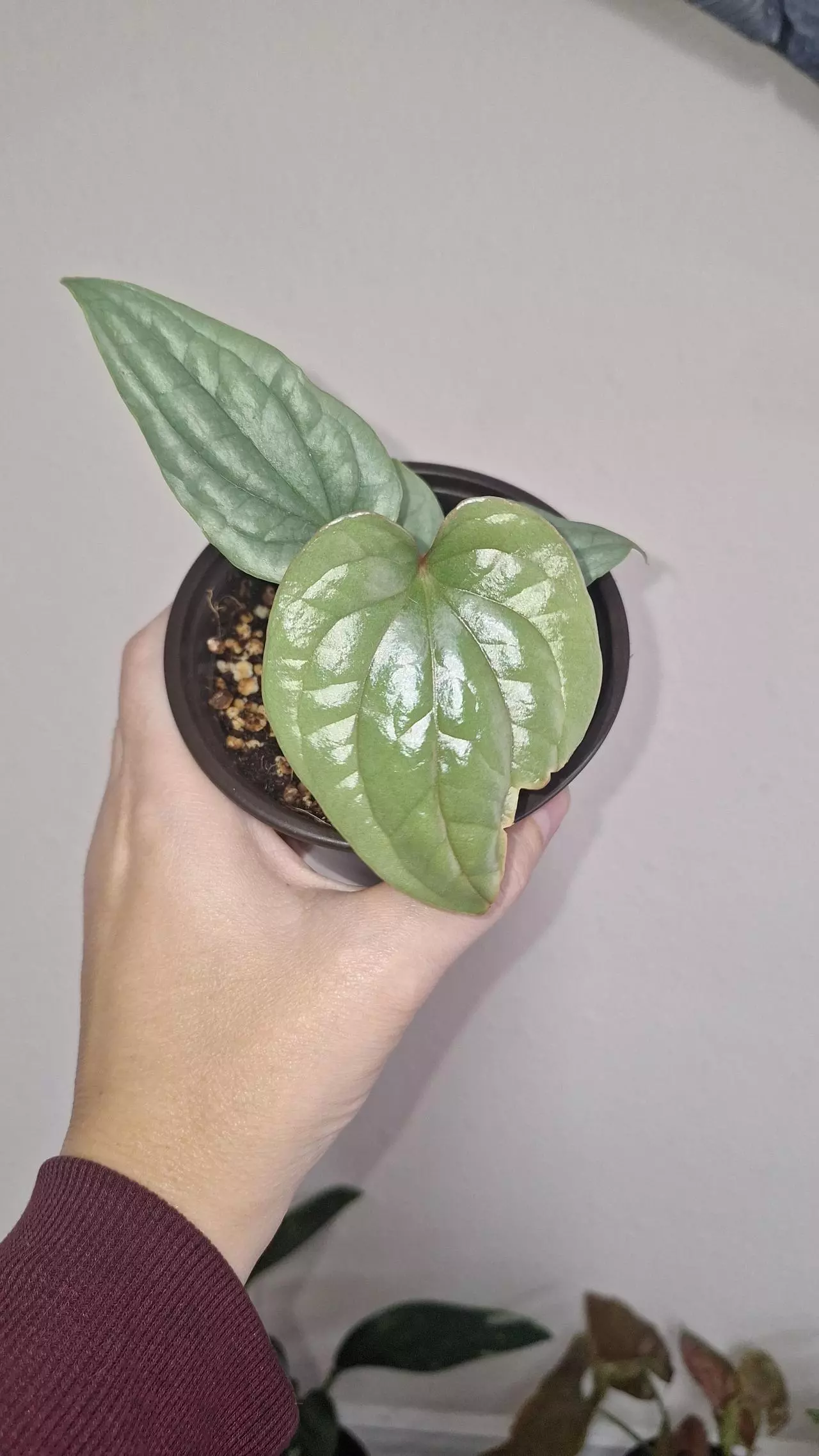 plant/Anthurium Luxurians Silver-0