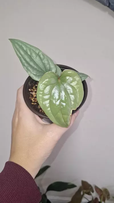 plant/Anthurium Luxurians Silver-0-thumbnail