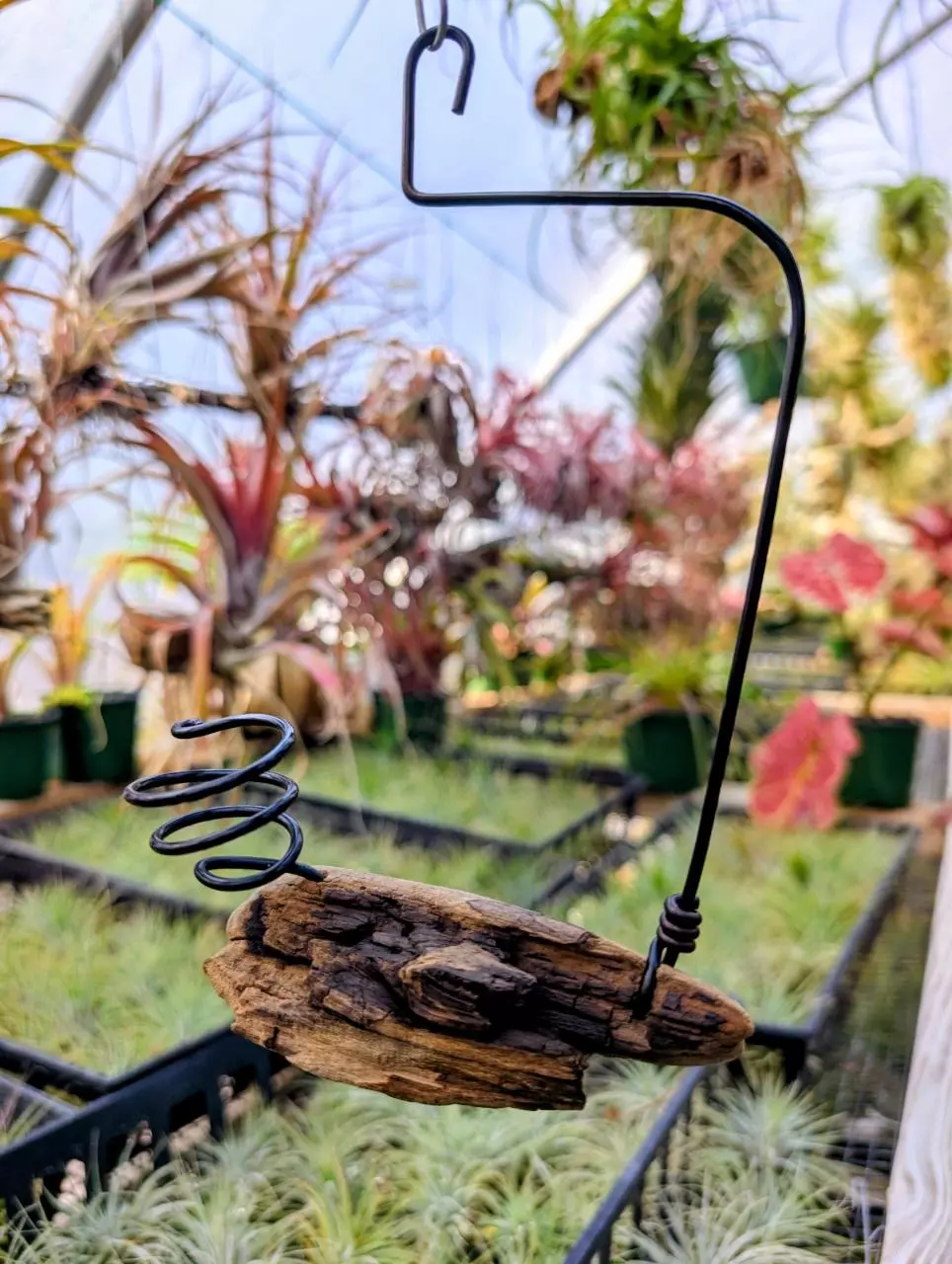 plant/H13 Driftwood w/ wire Airplant Hanger-0