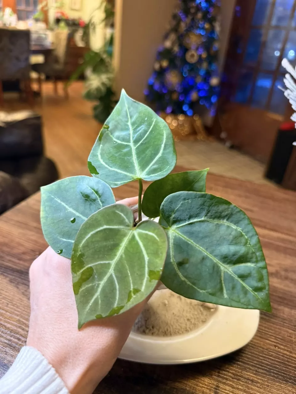 plant/A. Dress X x (Pap Legend x Rio WT)-0