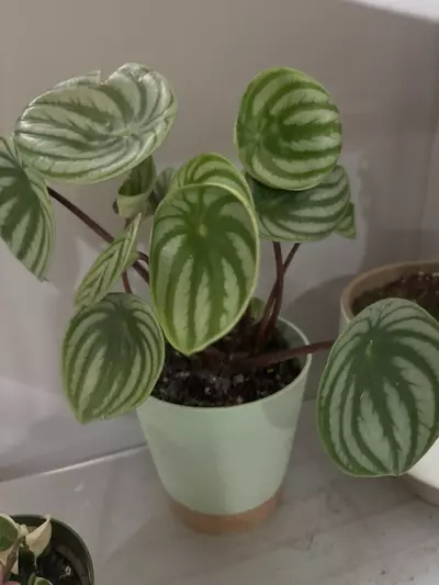 plant/Watermelon pepperomia-0-thumbnail
