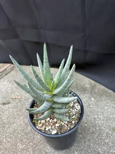 plant/Aloe Dichotoma-3-thumbnail