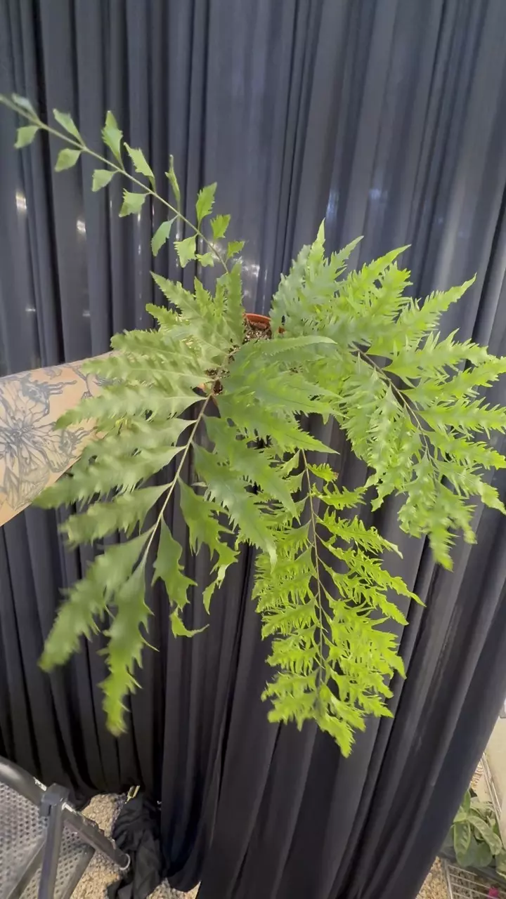 plant/PL8359: Drynaria Rigidula fern-0