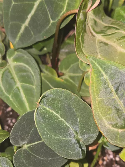 plant/Forgetii x Red Crystallinum-6-thumbnail