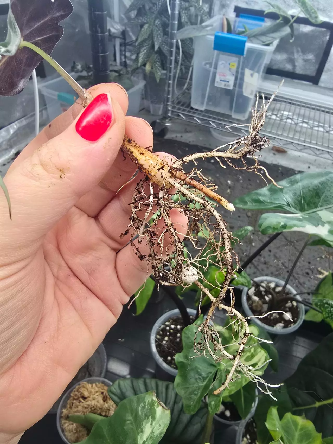 plant/Alocasia Venom Pup #0047-3