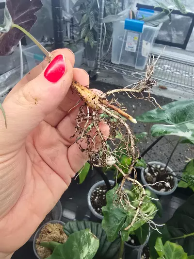 plant/Alocasia Venom Pup #0047-3-thumbnail