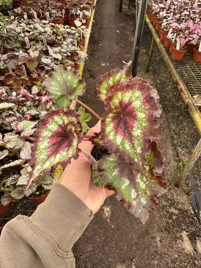 plant/Harmony’s hearts desire 4” pot growers choice-3-thumbnail