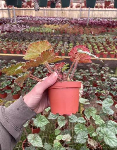 plant/Begonia nite satin 4” pot growers choice-4-thumbnail