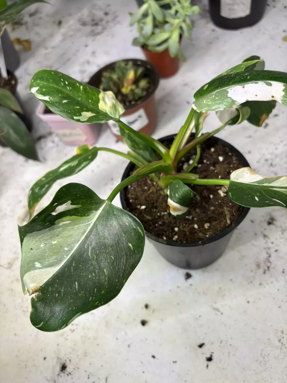 plant/White wizard-0