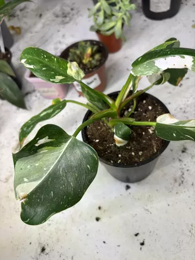 plant/White wizard-0-thumbnail