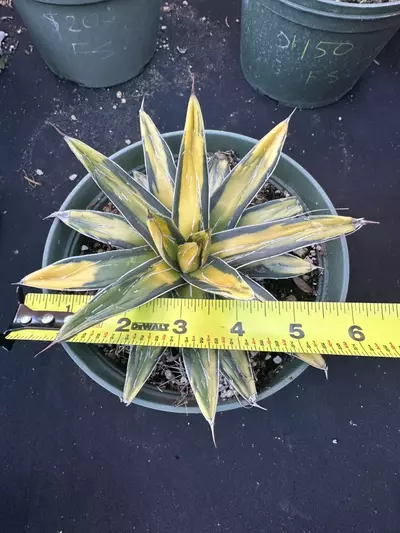 plant/Agave sunking-4-thumbnail