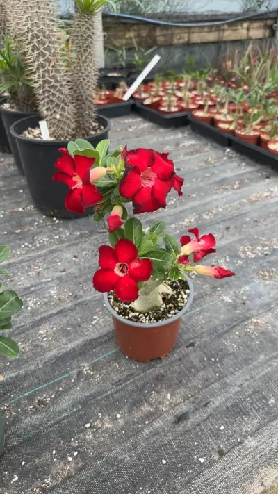 plant/Adenium Obesum Hybrid Mix-5-thumbnail