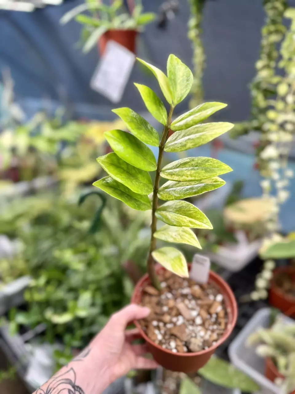 plant/PL3199: Variegated ZZ (slightly imperfect)-1