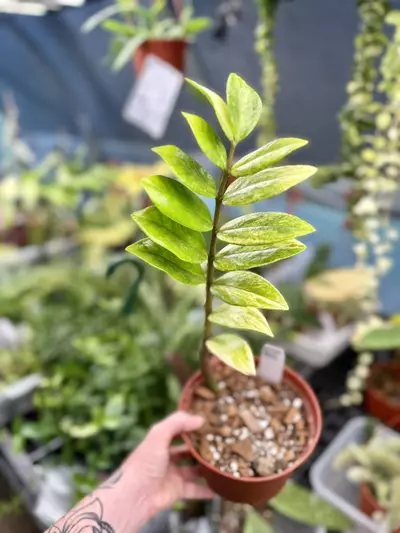plant/PL3199: Variegated ZZ (slightly imperfect)-1-thumbnail