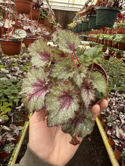 plant/Harmonys sleigh bells 4 inch pot grower ‘s choice-2-thumbnail