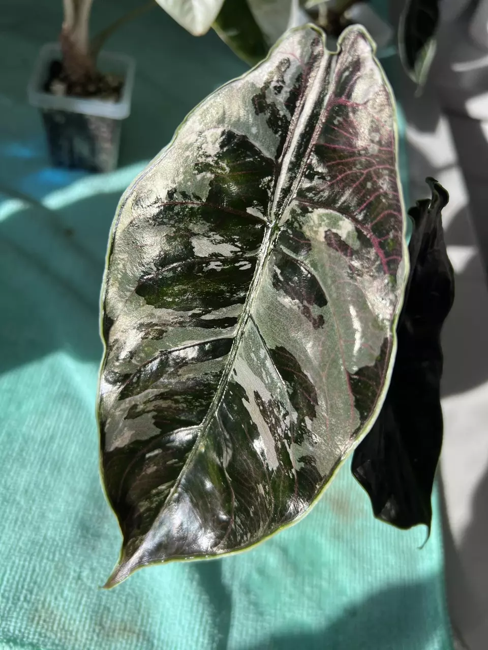 plant/Alocasia Azlanii Pink/Albo Corm-0