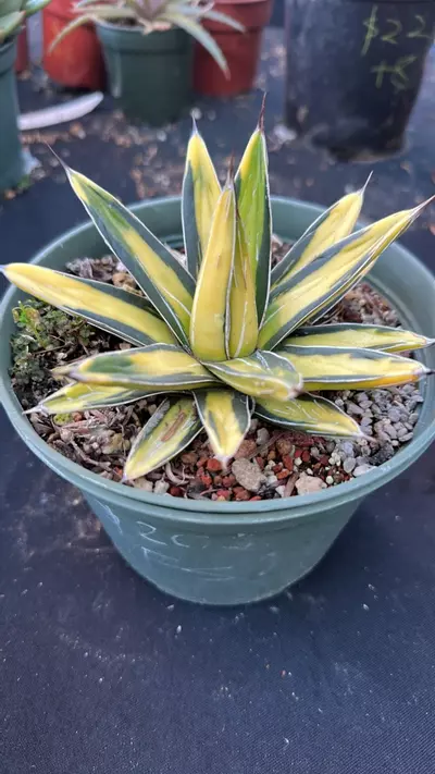 plant/Agave sunking-1-thumbnail
