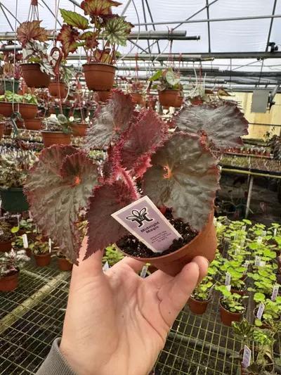 plant/Begonia midnight magic 4” pot growers choice-2-thumbnail