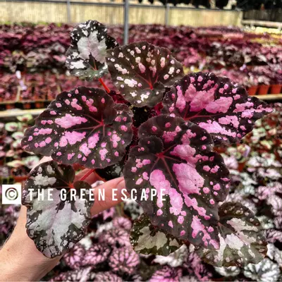 plant/Harmony’s twisted sister begonia 4” pot growers choice-0-thumbnail