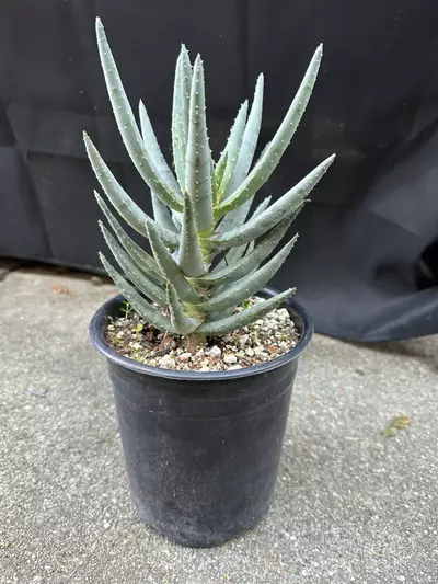plant/Aloe Dichotoma-1-thumbnail