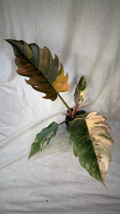 plant/Philodendron Caramel Marble - Exact Plant-0-thumbnail