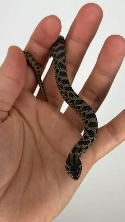 plant/Sable hognose male-2-thumbnail