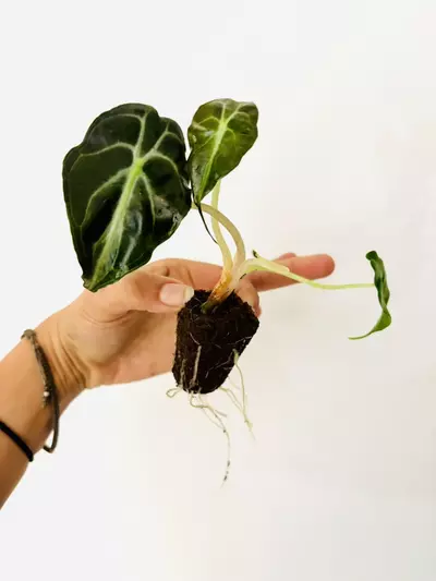 plant/Alocasia venom (GC)-5-thumbnail