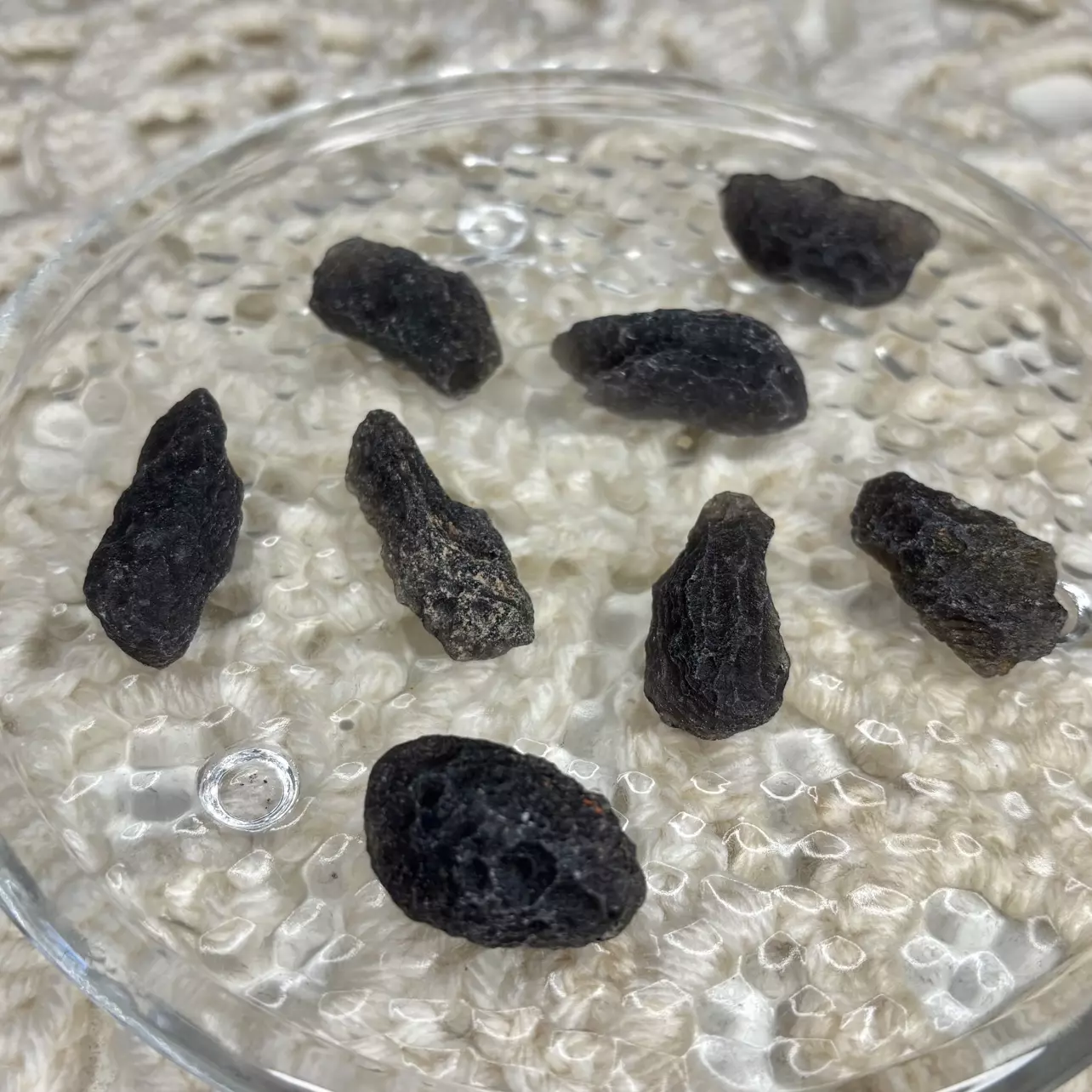 plant/Large Agni Manitite from Java Indonesia - Intuitively Chosen (1)-1