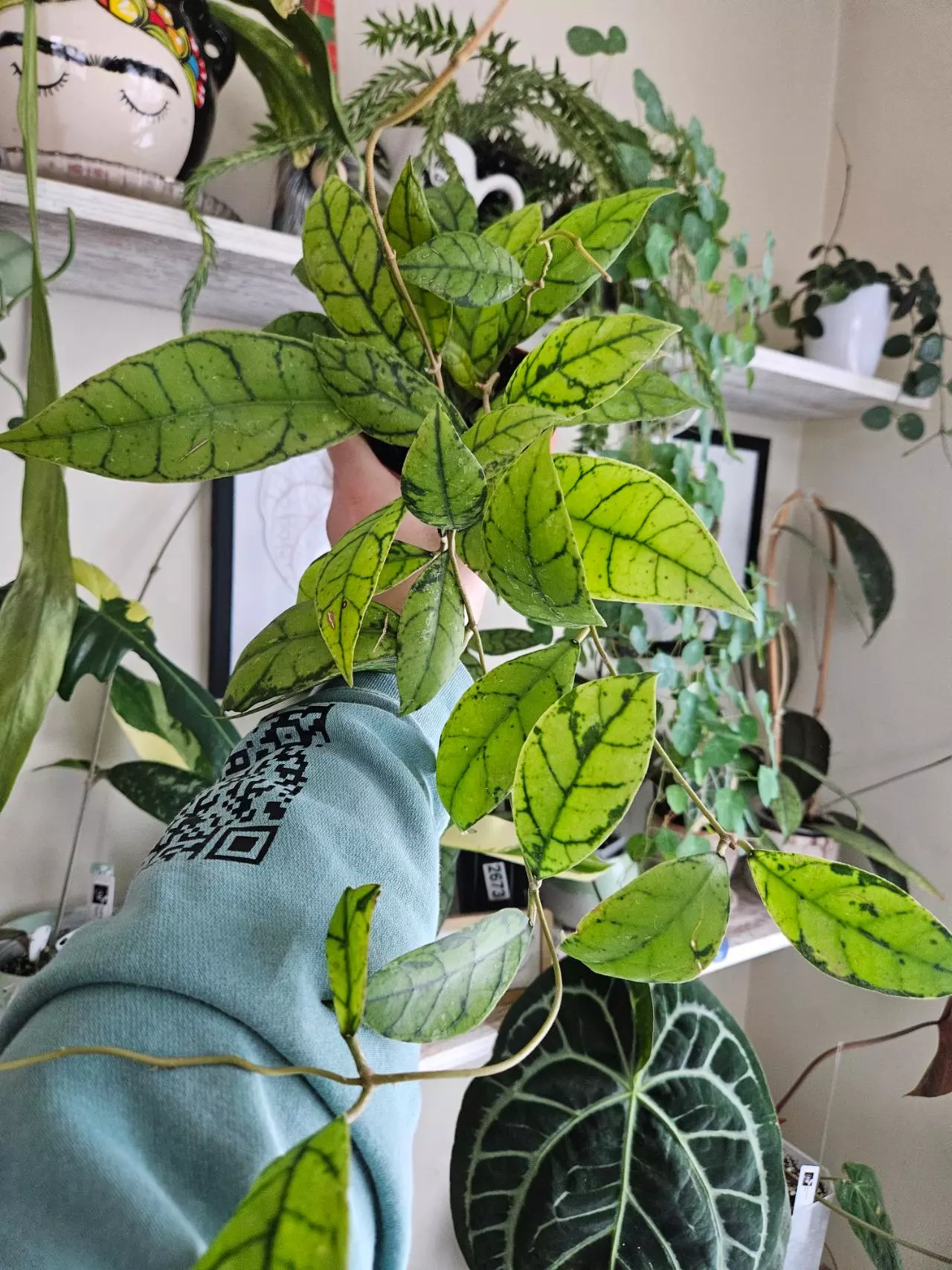 plant/Hoya callistophyla black cat-1