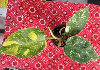 plant/Philodendron Green Congo nuclear-2-thumbnail