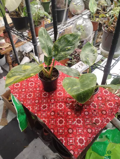 plant/Philodendron Green Congo nuclear-3-thumbnail
