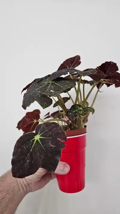 plant/Begonia Aces High-1-thumbnail