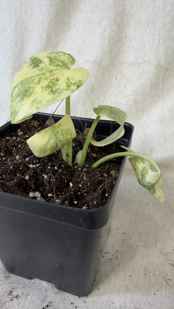 plant/Monstera Legacy - Exact Plant-0