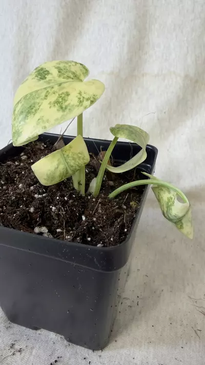 plant/Monstera Legacy - Exact Plant-0-thumbnail