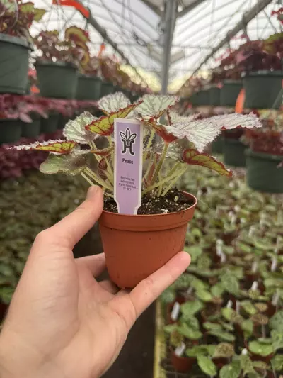 plant/Harmonys peace 4” pot growers choice-6-thumbnail