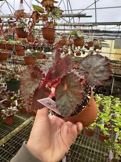 plant/Begonia midnight magic 4” pot growers choice-3-thumbnail