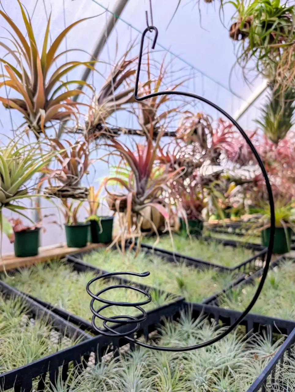 plant/H13 Wire Airplant Hanger-0