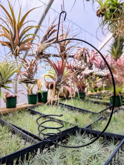 plant/H13 Wire Airplant Hanger-0-thumbnail